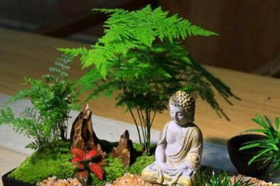 文竹夏天应放在室内还是室外 文竹夏天应放在室内还是室外