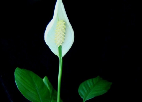 白掌花语:美好、高洁、贤德 白掌花语:美好、高洁、贤德