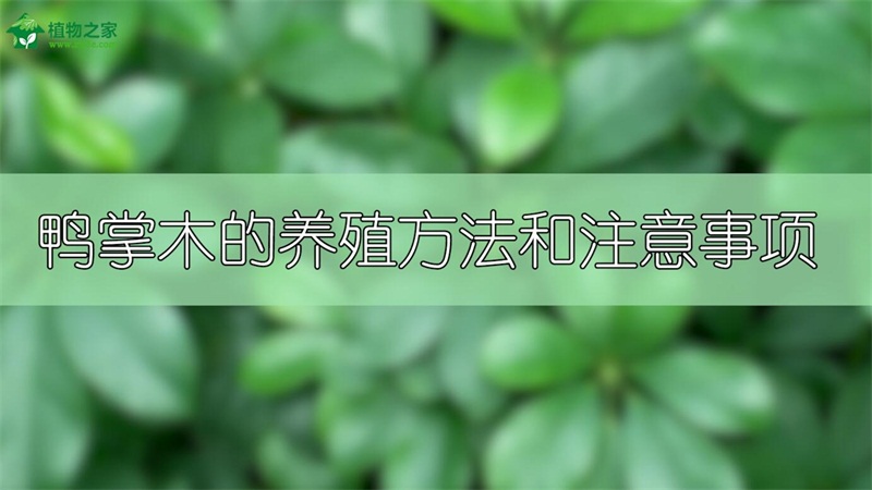 鸭掌木的养殖方法和注意事项 鸭掌木的养殖方法和注意事项