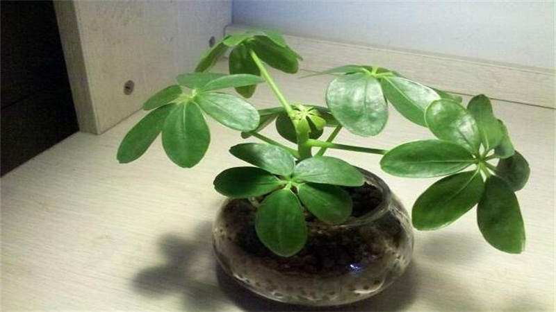 鸭掌木的养殖方法和注意事项 鸭掌木的养殖方法和注意事项