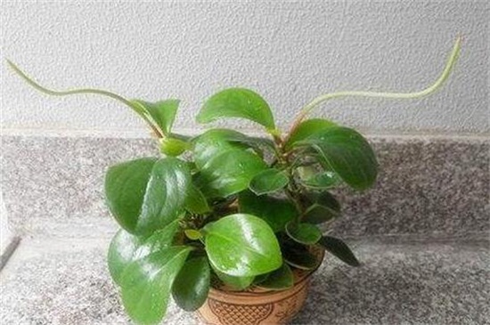 碧玉花有毒吗,没有毒/可净化空气还能招财进宝 碧玉花有毒吗,没有毒/可净化空气还能招财进宝