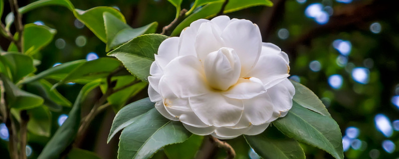 茶花掉叶严重怎么处理 茶花掉叶严重怎么处理
