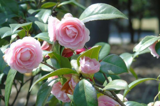 茶花掉叶严重怎么处理 茶花掉叶严重怎么处理