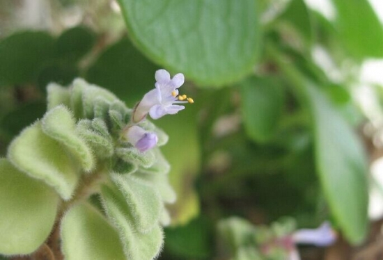 碰碰香开花吗：养护得当会开花