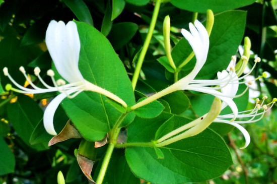 金银花喜阴还是喜阳 金银花喜阴还是喜阳