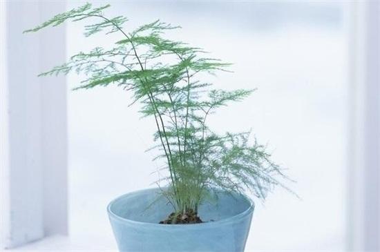 文竹种子的种植方法和注意事项 文竹种子的种植方法和注意事项