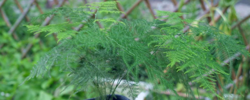 文竹种子的种植方法和注意事项 文竹种子的种植方法和注意事项