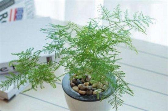 文竹种子的种植方法和注意事项 文竹种子的种植方法和注意事项