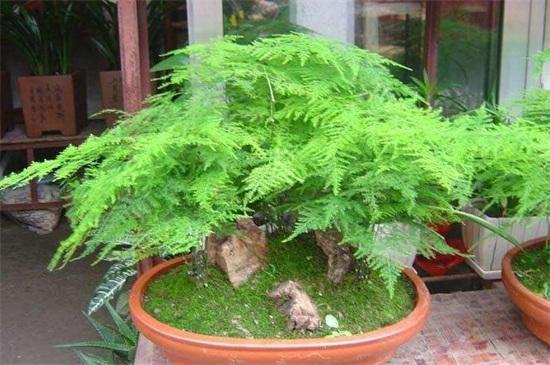 文竹种子的种植方法和注意事项 文竹种子的种植方法和注意事项