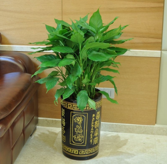 万年青有毒吗?万年青适合室内养吗? 万年青有毒吗?万年青适合室内养吗?
