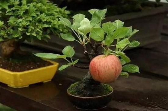 苹果树移栽时间 苹果树移栽时间