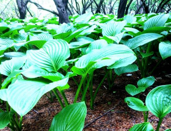 滴水观音根茎怎么繁殖,分离小株植入盆中 滴水观音根茎怎么繁殖,分离小株植入盆中