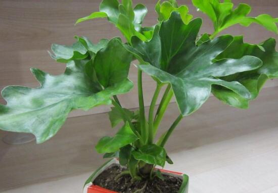 滴水观音根茎怎么繁殖,分离小株植入盆中 滴水观音根茎怎么繁殖,分离小株植入盆中