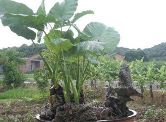 滴水观音根茎怎么繁殖,分离小株植入盆中 滴水观音根茎怎么繁殖,分离小株植入盆中
