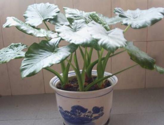 滴水观音根茎怎么繁殖,分离小株植入盆中 滴水观音根茎怎么繁殖,分离小株植入盆中