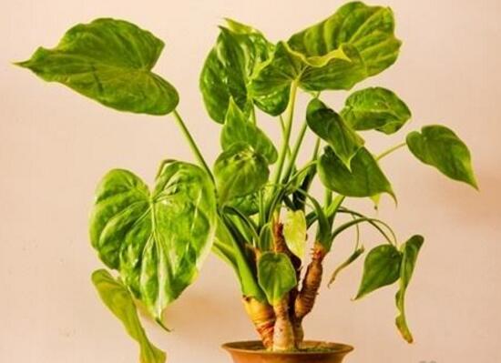 滴水观音根茎怎么繁殖,分离小株植入盆中 滴水观音根茎怎么繁殖,分离小株植入盆中