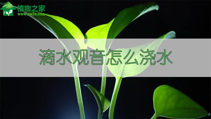 滴水观音怎么浇水 滴水观音怎么浇水