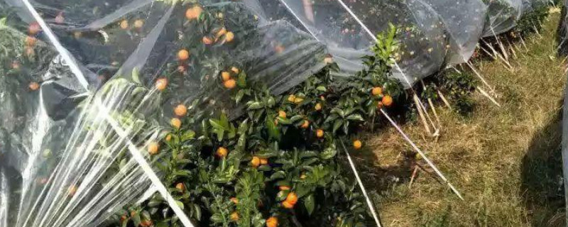 桔子树盖地膜防冻效果如何 桔子树盖地膜防冻效果如何