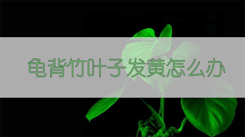 龟背竹叶子发黄怎么办 龟背竹叶子发黄怎么办