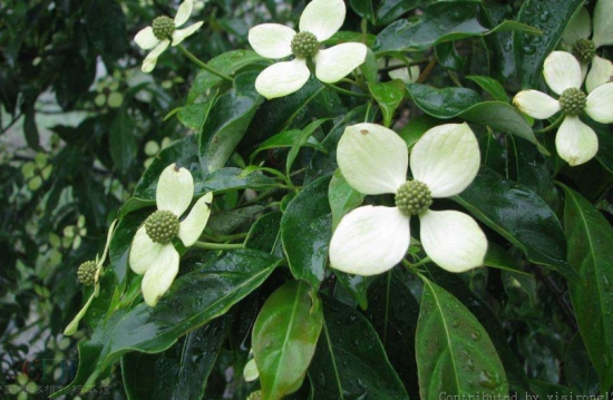 四照花栽培:四照花春秋两季均可栽植,春季在芽萌动前进行,秋季可在落叶后栽植 四照花栽培:四照花春秋两季均可栽植,春季在芽萌动前进行,秋季可在落叶后栽植