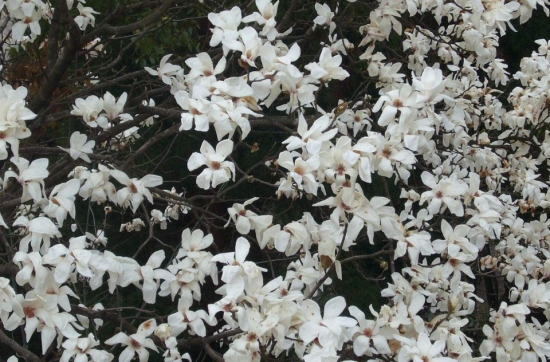 四照花栽培:四照花春秋两季均可栽植,春季在芽萌动前进行,秋季可在落叶后栽植 四照花栽培:四照花春秋两季均可栽植,春季在芽萌动前进行,秋季可在落叶后栽植