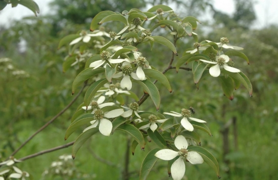 四照花栽培:四照花春秋两季均可栽植,春季在芽萌动前进行,秋季可在落叶后栽植 四照花栽培:四照花春秋两季均可栽植,春季在芽萌动前进行,秋季可在落叶后栽植