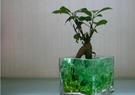 人参榕的养殖方法:喜湿耐阴,尽量在阳光充足的环境下养护,但不耐晒 人参榕的养殖方法:喜湿耐阴,尽量在阳光充足的环境下养护,但不耐晒