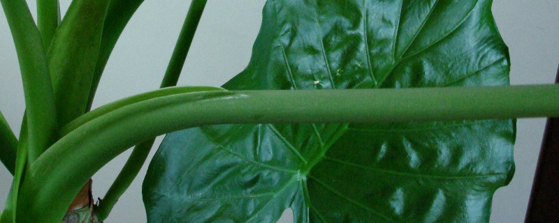滴水观音是芋头吗 滴水观音是芋头吗
