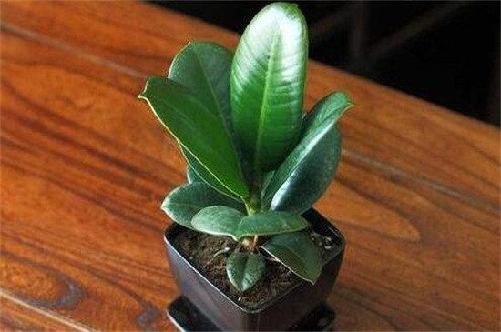 橡皮树的修剪方法图解,摘心控高整形抹芽 橡皮树的修剪方法图解,摘心控高整形抹芽