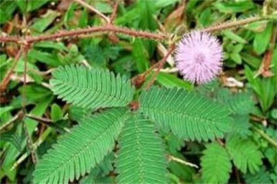 合欢花怎么施肥,5个要点使合欢开满花 合欢花怎么施肥,5个要点使合欢开满花