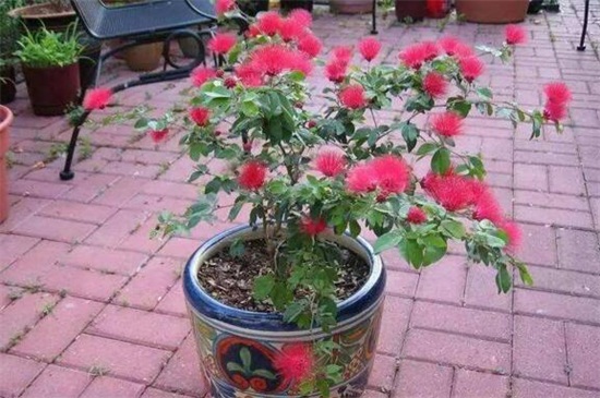 合欢花怎么施肥,5个要点使合欢开满花 合欢花怎么施肥,5个要点使合欢开满花