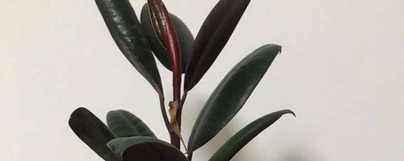 橡皮树有毒吗能家中养吗 橡皮树有毒吗能家中养吗