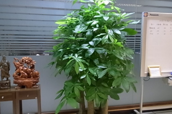 发财树怎么栽培才能活 发财树怎么栽培才能活
