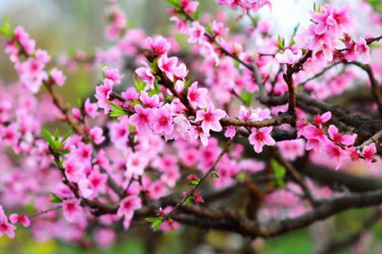 桃花属于什么花 桃花属于什么花