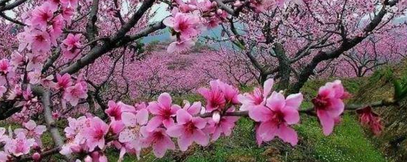 桃花属于什么花 桃花属于什么花