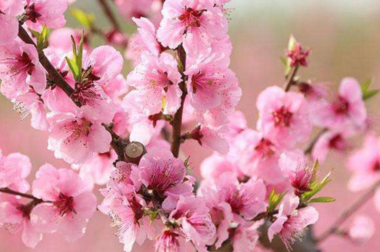 桃花属于什么花 桃花属于什么花