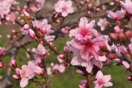 桃花属于什么花 桃花属于什么花