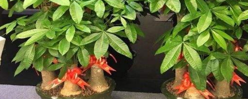 发财树冬天能用塑料包起来吗 发财树冬天能用塑料包起来吗