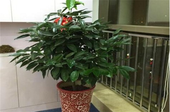 平安树几年能开花结果,养护得当可在每年都结果 平安树几年能开花结果,养护得当可在每年都结果