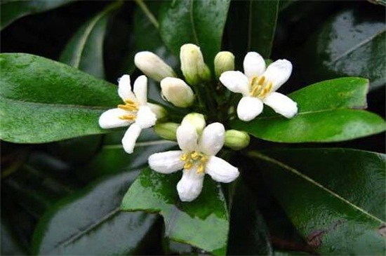 平安树几年能开花结果,养护得当可在每年都结果 平安树几年能开花结果,养护得当可在每年都结果