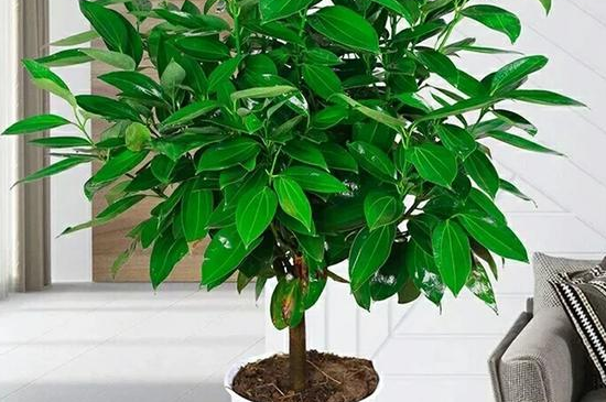 平安树几年能开花结果,养护得当可在每年都结果 平安树几年能开花结果,养护得当可在每年都结果