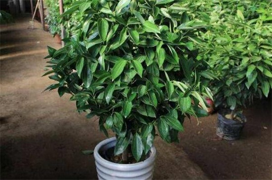平安树几年能开花结果,养护得当可在每年都结果 平安树几年能开花结果,养护得当可在每年都结果