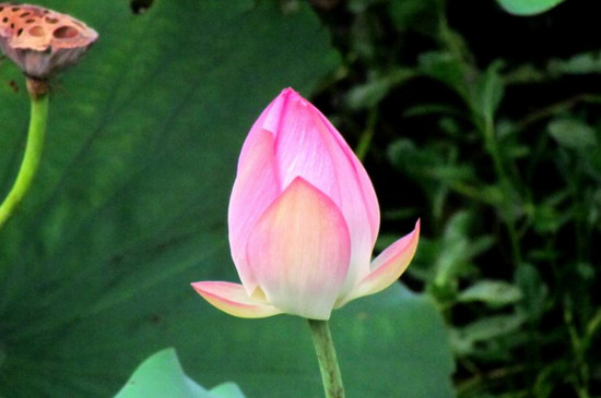 荷花寓意死人 荷花寓意死人