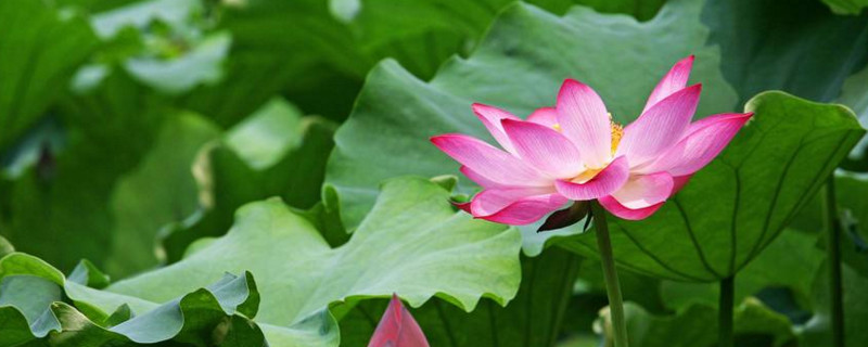 荷花寓意死人 荷花寓意死人
