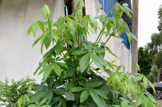 发财树嫩芽枯萎的原因 发财树嫩芽枯萎的原因