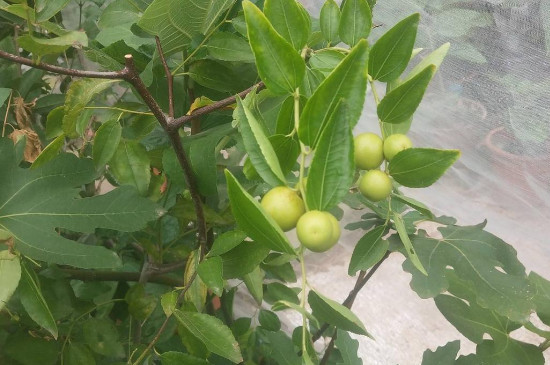 枣树保花保果用什么药 枣树保花保果用什么药