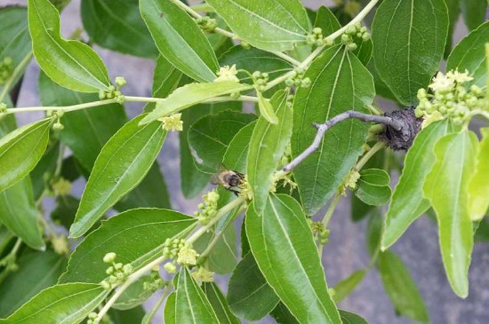 枣树保花保果用什么药 枣树保花保果用什么药