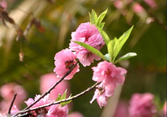桃花图片附介绍:相册的图片免费下载 桃花图片附介绍:相册的图片免费下载