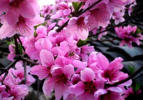 桃花图片附介绍:相册的图片免费下载 桃花图片附介绍:相册的图片免费下载