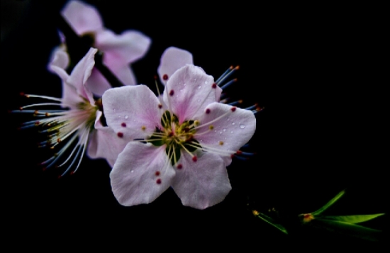 桃花图片附介绍:相册的图片免费下载 桃花图片附介绍:相册的图片免费下载